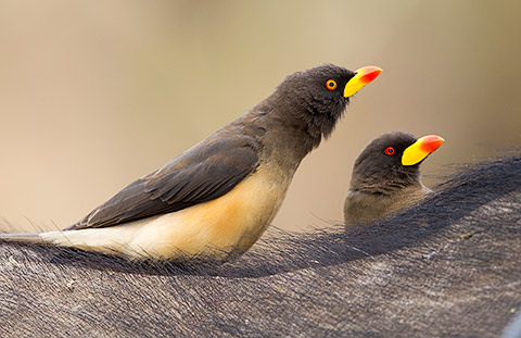 Yellow-billed Oxpecker